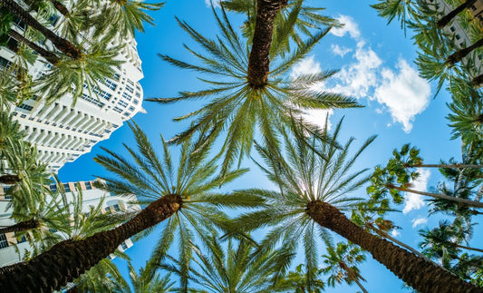 Brickell Liquor Delivery: 1-Hour Alcohol Delivery in Miami (What to Expect)